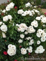 Lions Rose Lions Rose