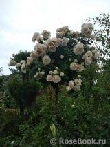 Lions Rose Lions Rose