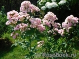 Heavenly Pink Heavenly Pink