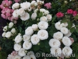 Madame Anisette ® Madame Anisette ®
