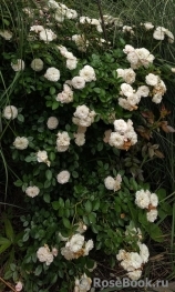 Starlet ®-Rose Alina ® Starlet ®-Rose Alina ®