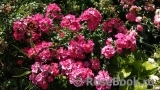 Stadt Rom Stadt Rom
