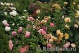 Jubilee Celebration® Jubilee Celebration®