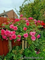 Rosarium Uetersen Rosarium Uetersen