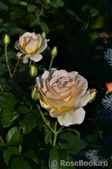 Chandos Beauty Chandos Beauty