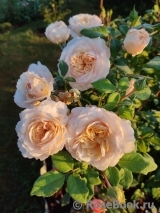Crocus Rose® Crocus Rose®