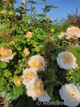 Crocus Rose® Crocus Rose®