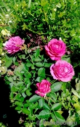 Heidi Klum Rose Heidi Klum Rose
