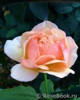 Grace® Grace®