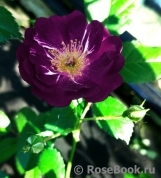 Violetta Violetta