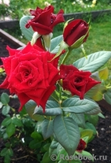 Black Baccara Black Baccara