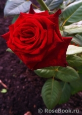 Black Baccara Black Baccara