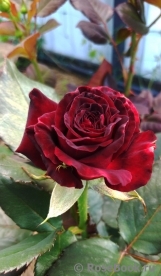 Black Baccara Black Baccara
