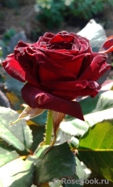Black Baccara Black Baccara