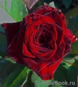 Black Baccara Black Baccara