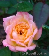 Grace® Grace®