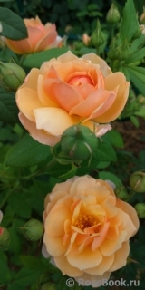 Grace® Grace®