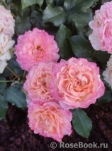 Augusta Luise Augusta Luise