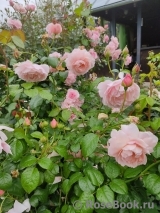Strawberry Hill Strawberry Hill