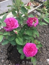 Heidi Klum Rose Heidi Klum Rose