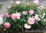 Rosenfee Rosenfee