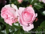 Rosenfee Rosenfee