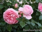 Rosenfee Rosenfee
