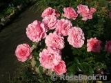 Tickled Pink Tickled Pink
