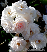 Aspirin Rose Aspirin Rose