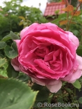 Princess Alexandra of Kent Princess Alexandra of Kent