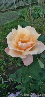 Caramella Caramella