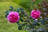 Princess Alexandra of Kent Princess Alexandra of Kent