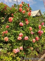 Сеянец Самарянка Сеянец Самарянка