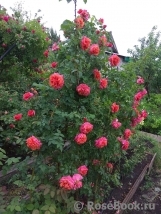 Сеянец Самарянка Сеянец Самарянка