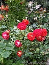 Starlet®-Rose Carmen® Starlet®-Rose Carmen®