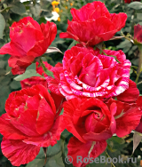 Red Intuition Red Intuition