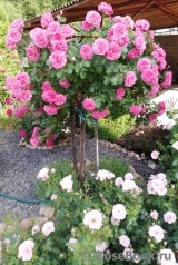 Rosarium Uetersen Rosarium Uetersen