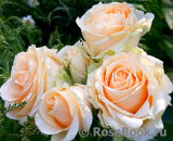 Peach Avalanche+ Peach Avalanche+
