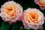 Briosa ® Briosa ®