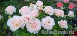 Chandos Beauty Chandos Beauty