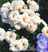Aspirin Rose Aspirin Rose
