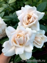 Lions Rose Lions Rose