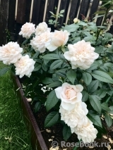 Lions Rose Lions Rose