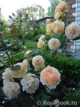 Rose de Gerberoy ® Rose de Gerberoy ®