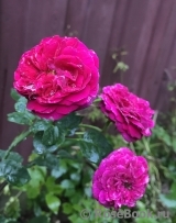 Falstaff® Falstaff®