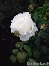 Great North Eastern Rose 