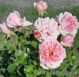 Home & Garden Home & Garden