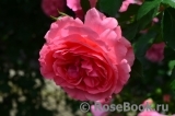 Rosarium Uetersen Rosarium Uetersen