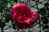 Rosarium Uetersen Rosarium Uetersen