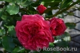 Rosarium Uetersen Rosarium Uetersen